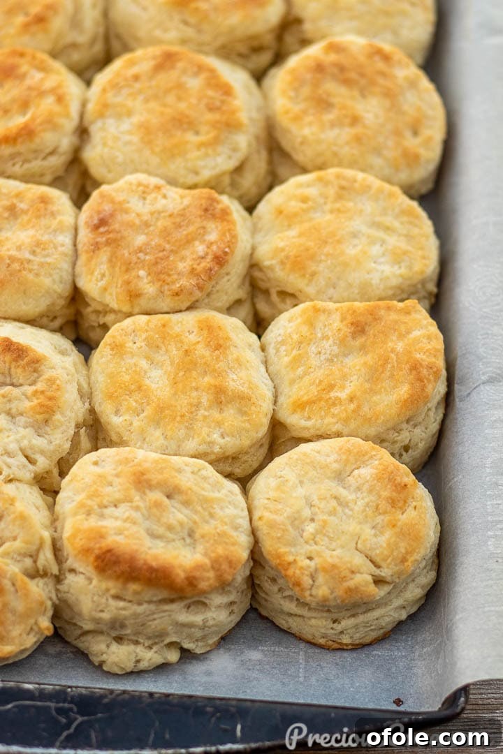 Freshly baked buttermilk biscuits cooling on parchment paper on a baking sheet, golden and inviting.