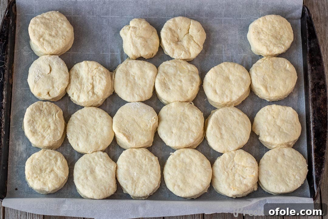 Unbaked biscuit rounds arranged closely on a parchment-lined baking sheet, touching each other for support during baking.