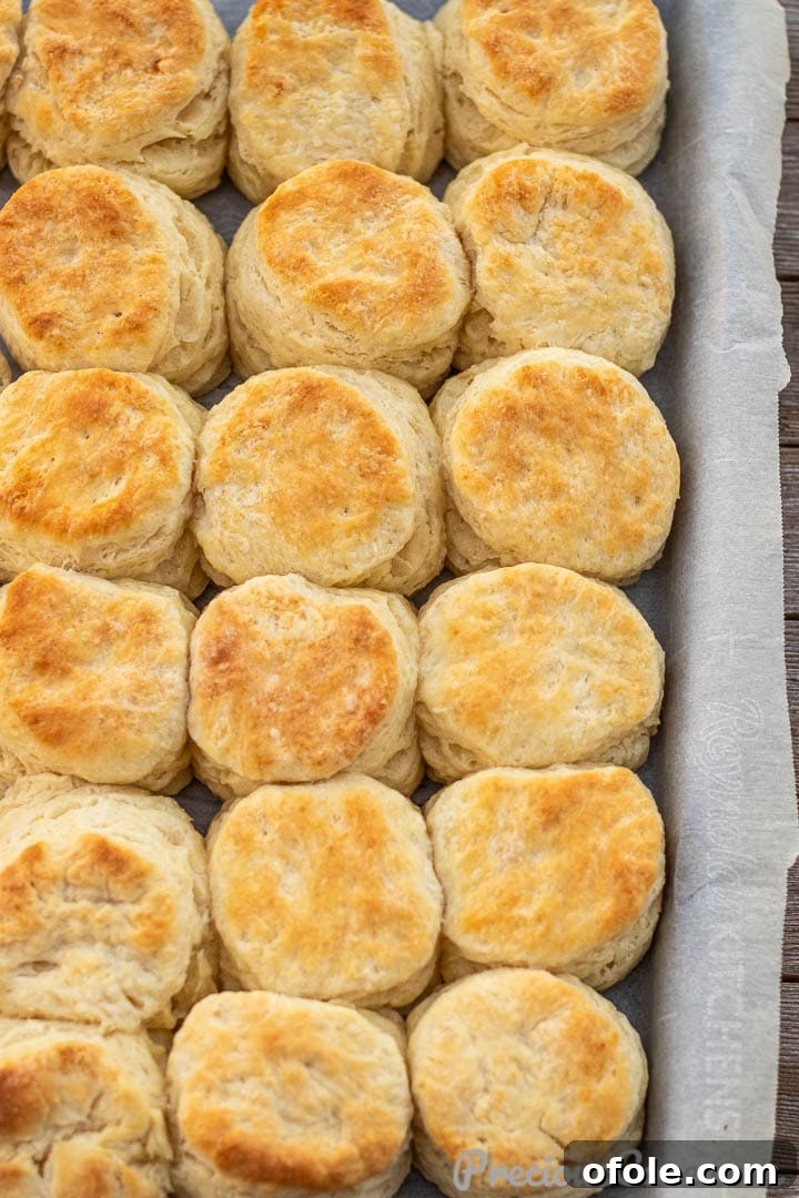 Freshly baked golden buttermilk biscuits on a parchment-lined baking sheet, still warm from the oven.