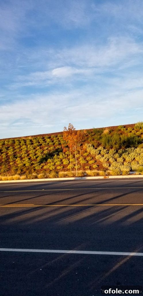 road, sky, plants on a slope