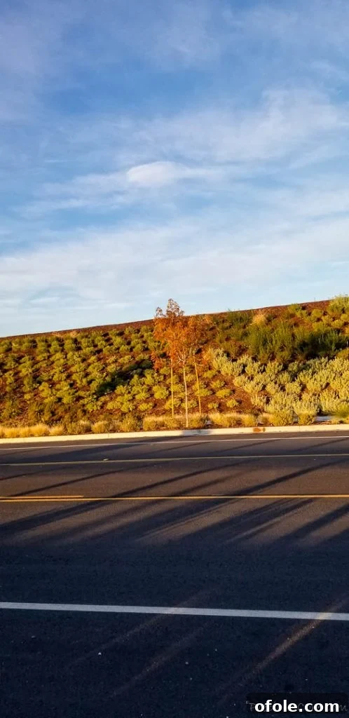 Fireside Chats 3 A scenic view of a winding road bordered by lush green plants on a gentle slope, under a clear blue sky, evoking the beautiful California landscape.